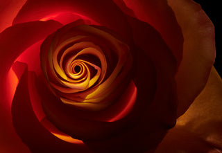 Close-up of a red rose with a dark background
