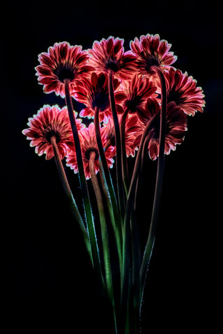 Bouquet of pink flowers with green stems against a black background