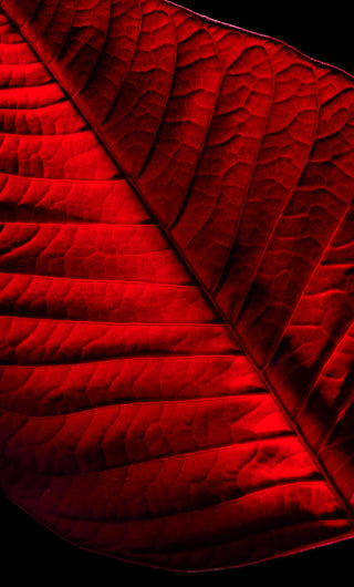 Close-up of a red leaf with a dark background