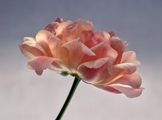 Close-up of a pink rose with a soft focus background