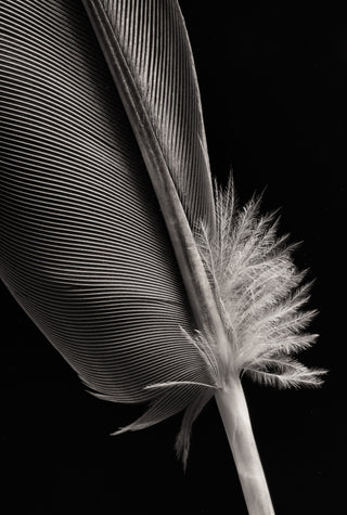 Close-up of a bird feather on a black background